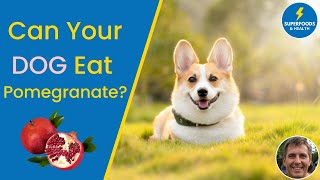 Can Your Dog Eat Pomegranate? What Are The Benefits And How to Use it?