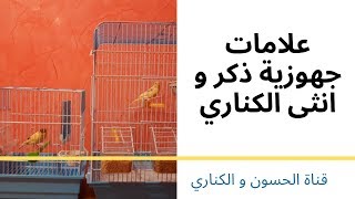 علامات جهوزية دكر و انتى الكناري