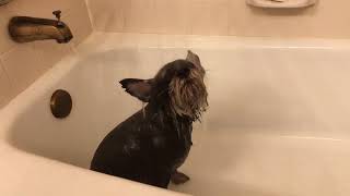 Mini Schnauzer Loves Bath Time