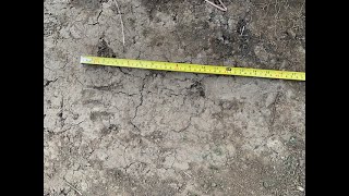 Bigfoot Measurements vs Shaq