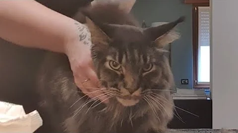 Video 9299651: mainecooncat mainecoons cat, mains coon cat mainecoon, maine coon cat grooming, mainecooncat catlife catlove