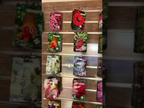 شراء بذور الأزهار المتميزة بالمغرب مع التوصيل لجميع المدن