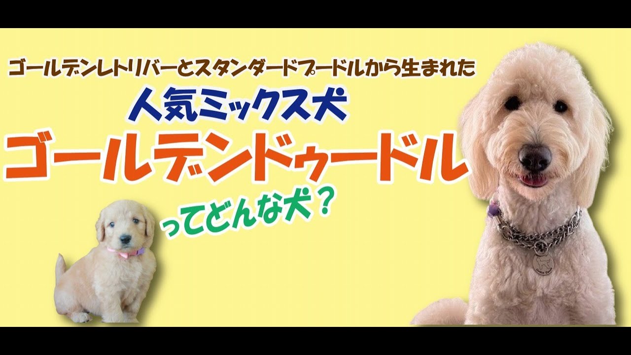 子犬 人気の大型ミックス犬 ゴールデンドゥードルってどんな犬 癒し Youtube