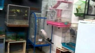 Cute and funny Parrot sounds like Monkey.