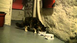 Strange Cat Stealing Food