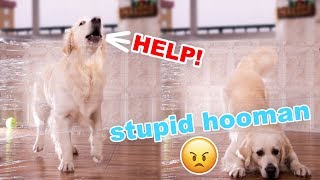 My Dogs Reaction To The Invisible Challenge [Smart Dog Won]