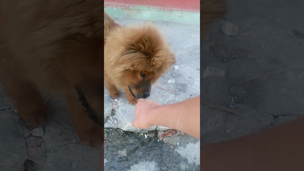 Dünyanın En Tatlı Köpeği (Çin Aslan Köpeği) YouTube