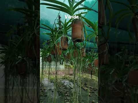 Video: Cultivo de la orquídea Vanda: aprenda sobre el cuidado de las orquídeas Vanda