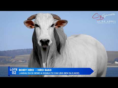 LOTE 02   BOBY HRO