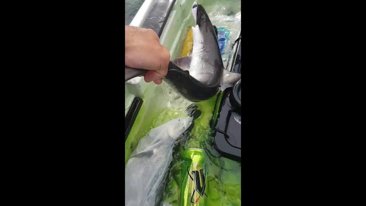 Kayak fishing sydney YouTube