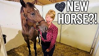 Another Appaloosa At The Auction! I’m INTERESTED!