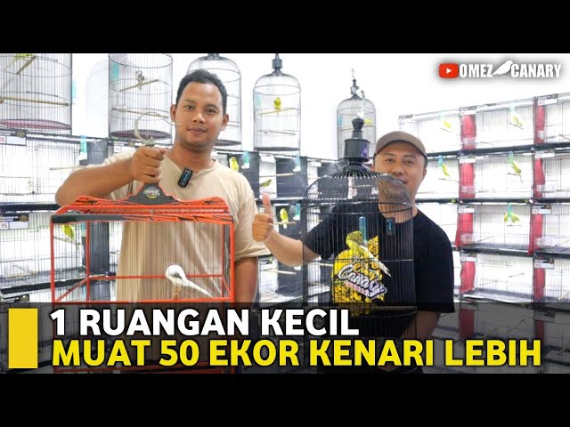 BERBURU KENARI LAGI‼️TERNYATA DISINI MASIH BANYAK RASMI PANJANG SANJAYAKU BIRDFARM class=