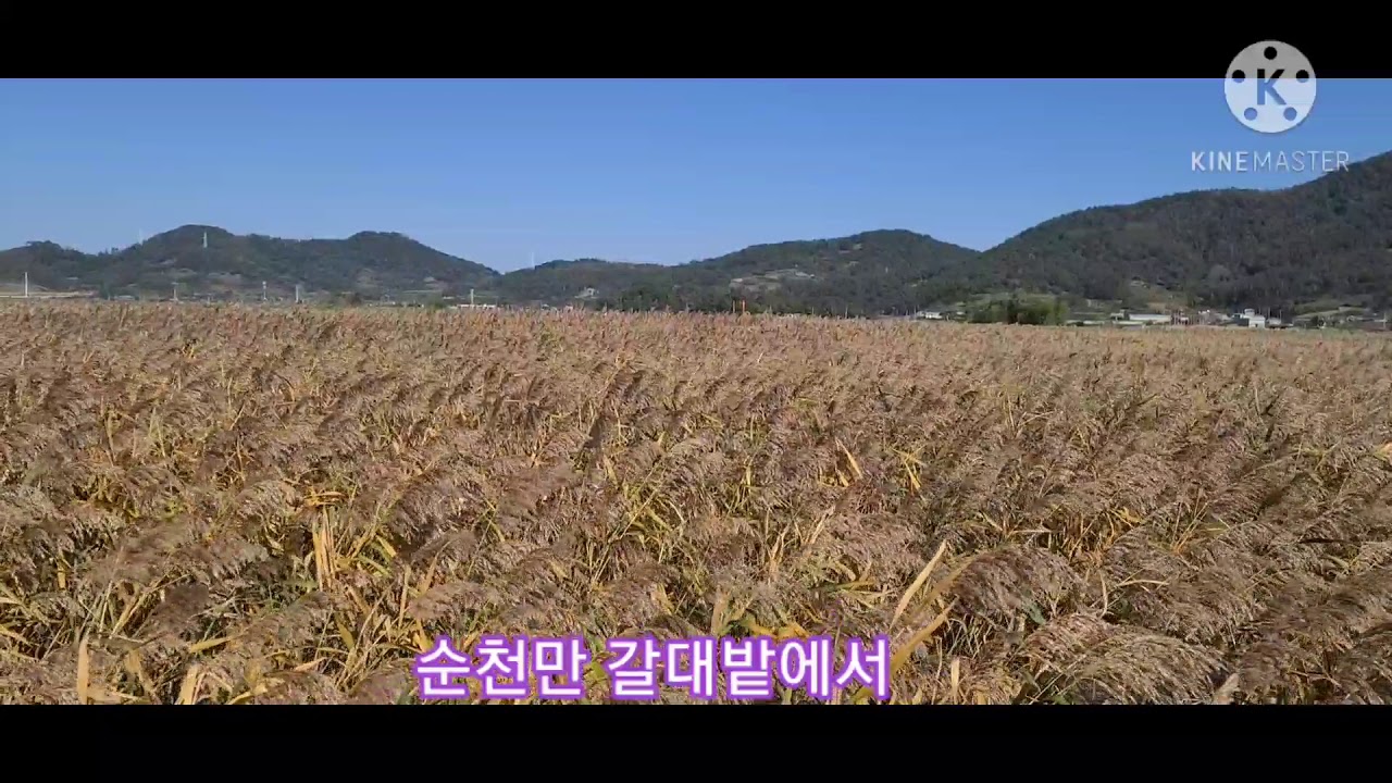 순천만 갈대밭 풍경