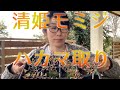 清姫モミジの芽摘み（ハカマ取り）【キミのミニ盆栽びより】Picking Kiyohime maple buds/Recogiendo brotes de Kiyohime arce