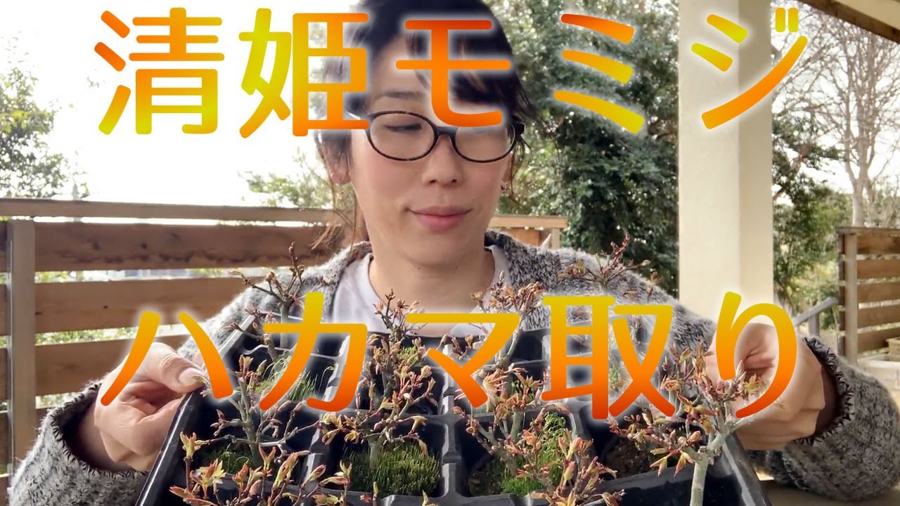 清姫モミジの芽摘み（ハカマ取り）【キミのミニ盆栽びより】Picking Kiyohime maple buds/Recogiendo brotes de Kiyohime arce
