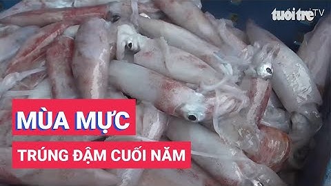 Ngư dân trúng đậm mùa mực cuối năm