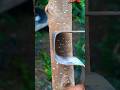 Amazing grafting technique🌳🌳#airlayering #ombur #grafting #bonsai #gardening #diy #craft