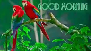 Good morning birds screenshot 4