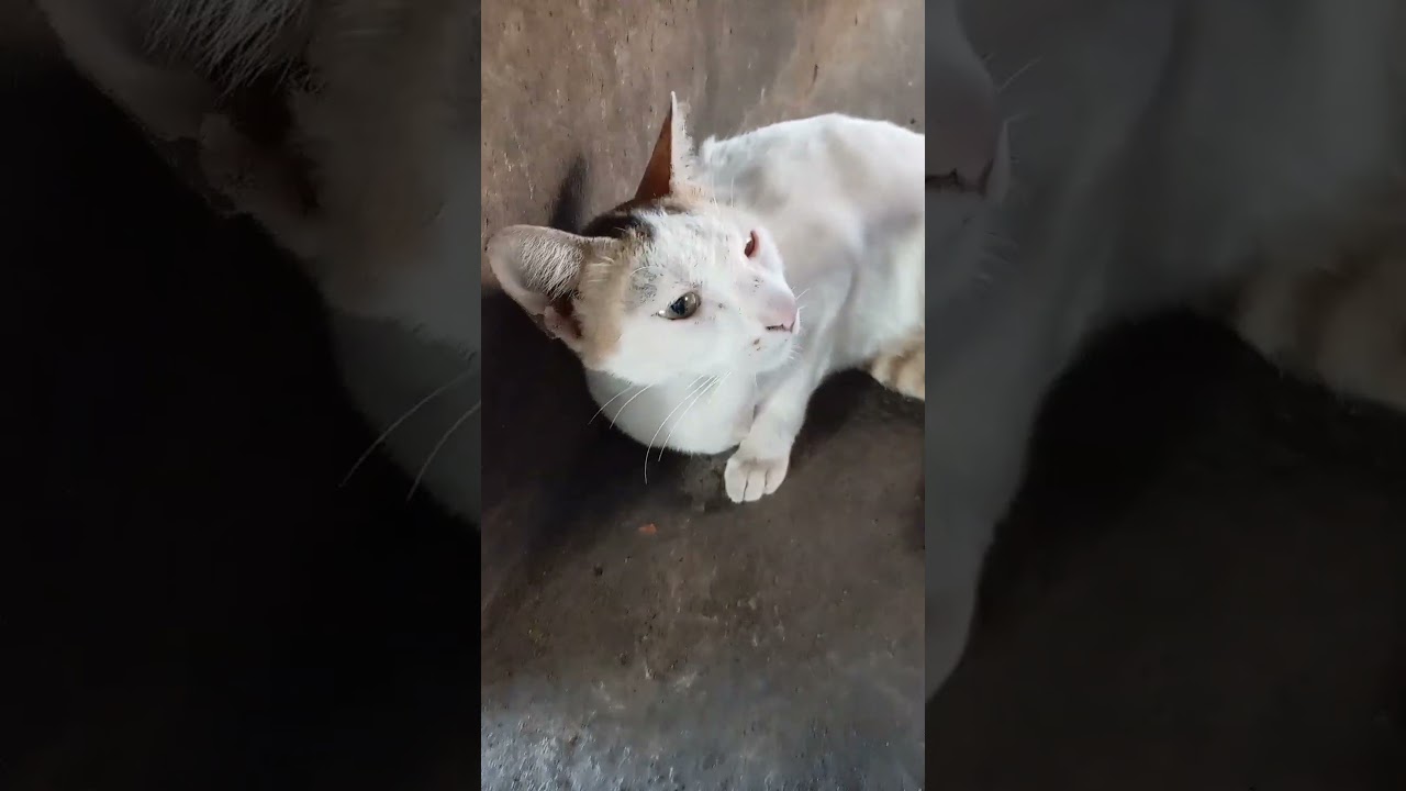 Cats: The Secretive Society that Rules the World