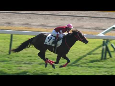 デュガ × 武豊 鮮やか逃げ切り勝ち！2歳1勝クラス 芝1400m 2021年11月20日 東京競馬場
