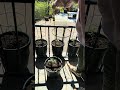 Think outside the railing w/ my patented RailScapes Plant Hangers 👉PlantTraps.com #food #railscapes