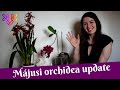 Orchidea update videó május közepén | Kérdezz-felelek és cambria virágzás