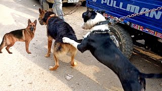 Dogs playing in the road: Episode