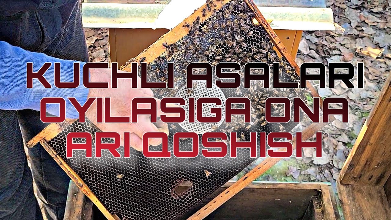 ASALARI OYILASIGA ONA ARI QOSHISH |23.02.2026