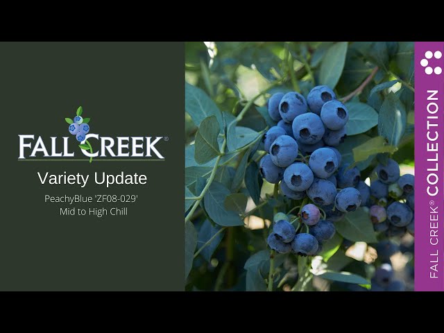 Blueberry sddefault.jpg