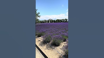 Thumbnail of Lavender Fields at Farm Tomo in Hokkaido, Japan in early July 2023 in 4K - #japan #flowers #beauty