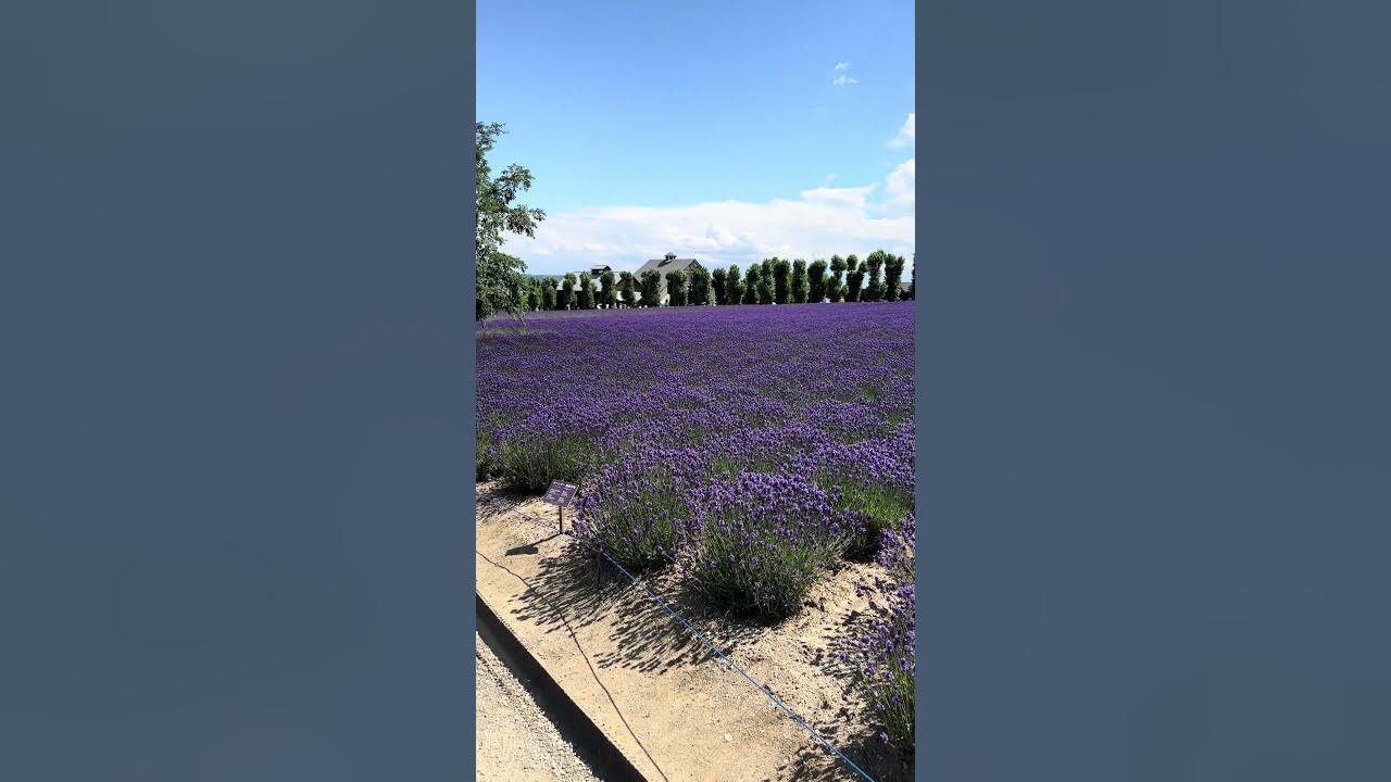 Lavender Fields at Farm Tomo in Hokkaido, Japan in early July 2023 in 4K - #japan #flowers #beauty Lavender Fields at Farm Tomo in Hokkaido, Japan in early July 2023 in 4K - #japan #flowers #beauty