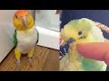 Funny Parrots Budgies and Cute Birds Compilation