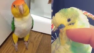 Funny Parrots Budgies and Cute Birds Compilation