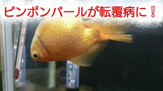 ピンポンパールが転覆病に Youtube ピンポンパールが転覆病に Youtube