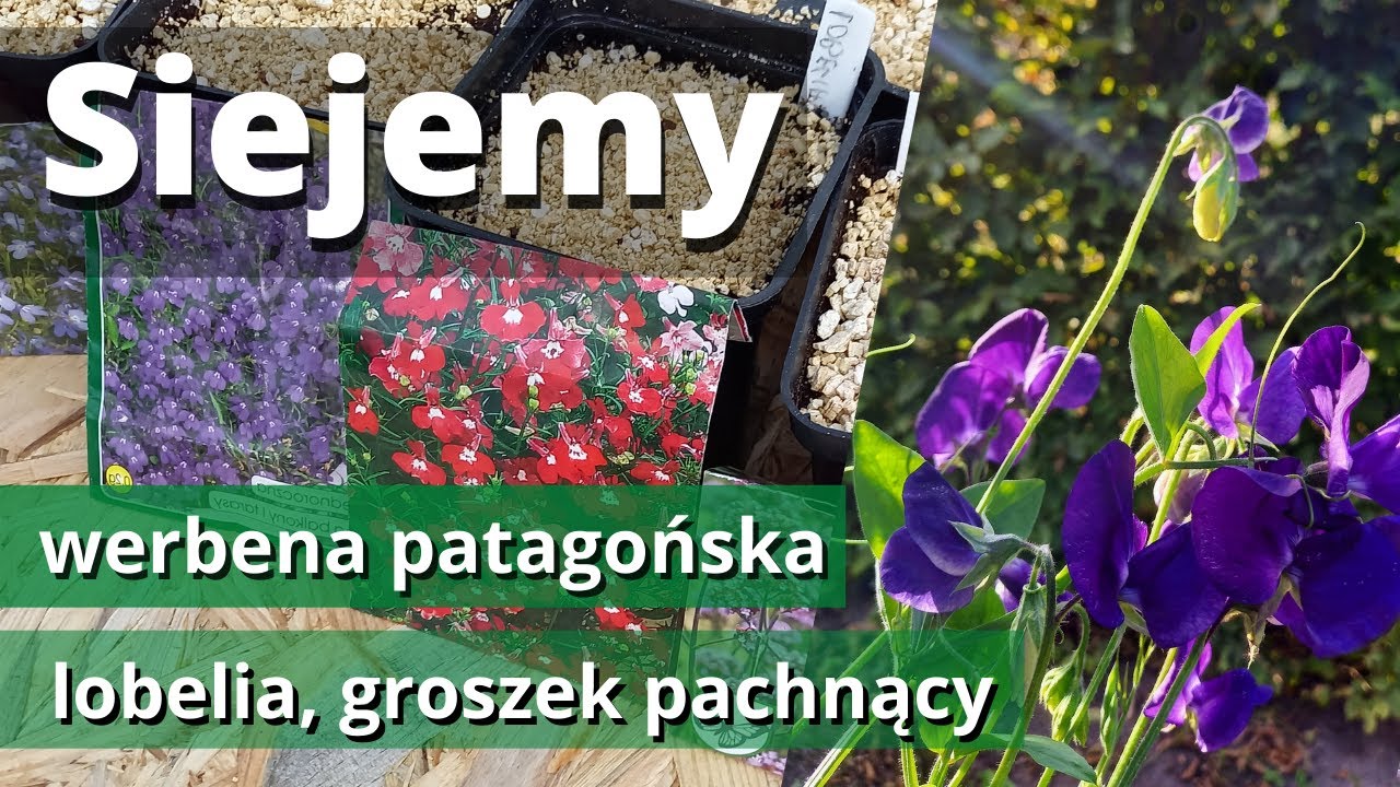 Jak siać: werbena patagońska, lobelia, groszek pachnący, fenkuł na kwiaty I Naturalnie o ogrodach