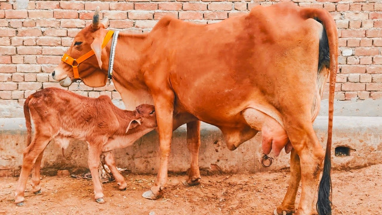 Sahiwal jarsi cross Cow for sale(03005104051) YouTube.2-12-2022 - YouTube