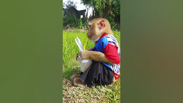 Great Video ! SokYaa Drinking Sugarcane Juice Alone #shorts  #animal