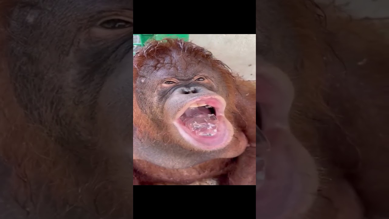 Watch the Monkey's Reaction After Eating Ice Cubes! 