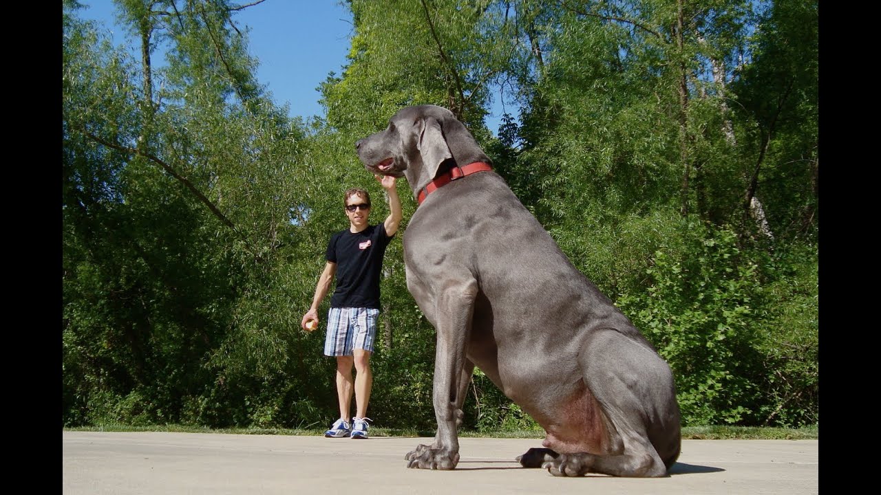 Biggest Dogs 9 Of The Largest Dog Breeds In The World Youtube