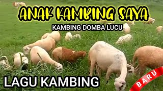 Kumpulan Kambing! #fyp #viral #shorts Anak kambing Saya, suara domba, suara kambing, @hewanternak16