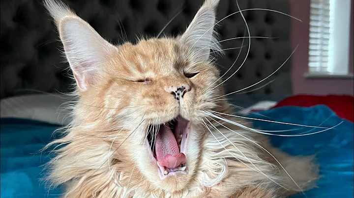 Video 3456111: maine coon cat, purring loudly