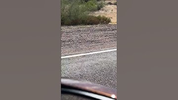 Had to brake very suddenly to let gopher #snake cross the road #snakes #desert #arizona