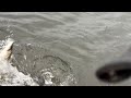 Первая поклёвка в новом году