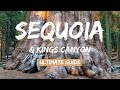 Sequoia & Kings Canyon National Parks: World's Largest Trees (2020) 4K