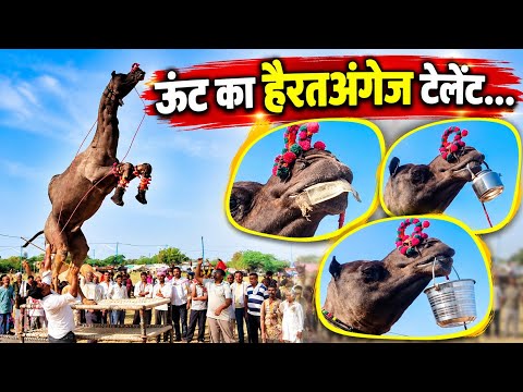 3 खाट पर नाचने वाला ऊँट मालिक का हर काम अच्छे से करता है