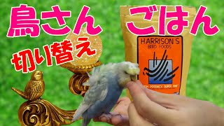 【インコのごはん