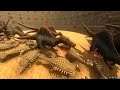 СУПЕР СРАЖЕНИЕ ДИНОЗАВРОВ В КОЛИЗЕЕ - Игра Beast Battle Simulator. Битва динозавров. СУПЕР СРАЖЕНИЕ ДИНОЗАВРОВ В КОЛИЗЕЕ - Игра Beast Battle Simulator. Битва динозавров.