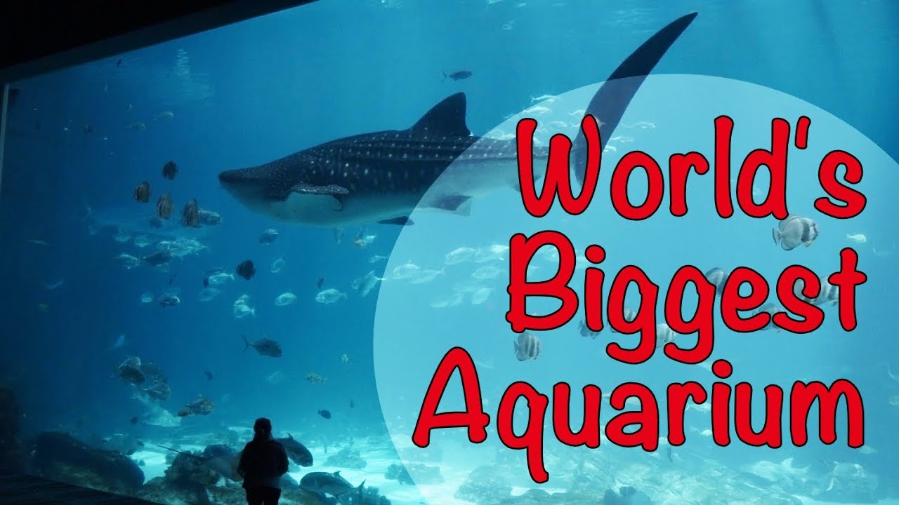 ATLANTA GEORGIA AQUARIUM BLOG WORLD's BIGGEST AQUARIUM - YouTube