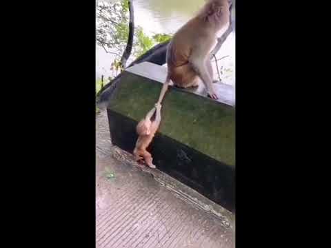          1000  قرد صغير يتسلق ذيل أمه للصعود زكي جدا