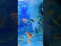 #medium size gold fish 🐟# available in kgn pet shop KADAPA transport possible